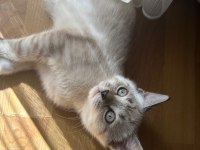 British shorthair 3 aylık