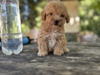 Orjinal Boy Teacup Maltese bebekler