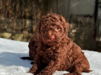 CHOCOLATE TOY POODLE YAVRULAR