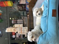 Maltipoo bebekler