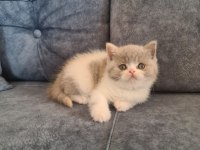 Bicolour Dişi Güzellik British Shorthair