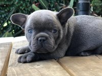 FRENCH BULLDOG YAVRULARI