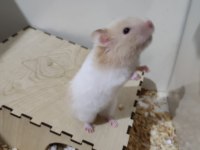 SURİYE TEDDY BEAR ERKEK VE DİŞİ HAMSTER