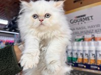 EGZOTİK İRAN KEDİSİ YAVRULARIMIZ