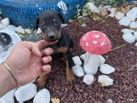 Minik doberman köpekler yeni yuvalarını arıyor