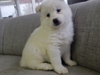 Samoyed yavrularımız