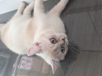 Safkan British Shorthair Blue Point