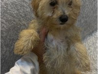 MİNİK MALTİPOO YAVRULARI