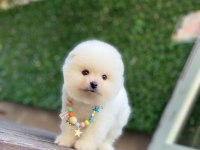 Sevimli Pomeranian Yavrular