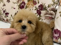 OYUNCAK GİBİ MALTİPOO OĞLUMUZ