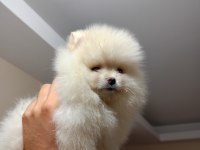 3 aylık erkek üst kalite pomeranian boo
