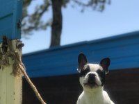 Süper Fransız Bulldog