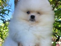 Petmode köpek çiftliğinden tea cup pomeranian 