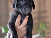Cane Corso Yavruları