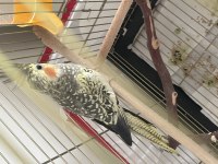 3 Aylık Erkek Sultan Papağanı