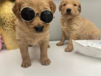 Golden Retriever Miniklerim