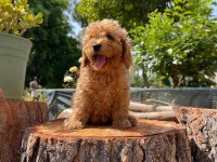 Kilo garantili karma aşıları yapılmış poodle yavrular