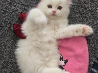 BRİTİSH LONGHAİR YAVRU KEDİLER