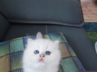 British longhair