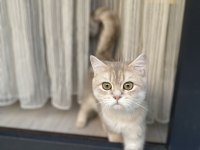 Safkan british shorthair