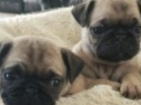 Pug yavruları