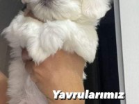 Bugün ve yarına özel köpekler