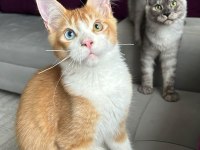 Odd Eye Maine Coon Boy Kedimiz