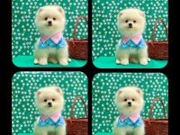 Safkan pomeranian yavrular