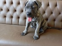 Dişi cane corso yavru