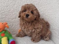 Maltipoo minikler ped eğitimli sıfır boy