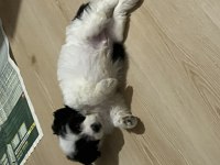 50 Günlük Morkie Oğlumuza Yuva
