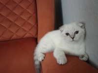 KIRIK KULAK DİŞİ KEDİMİZ YENİ SAHİBİNİ BEKLİYOR