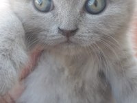19 temmuz doğumlu british shorthair