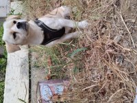 Pekinez ve terrier melezi