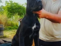 Dünya şampiyonlukları soyundan dişi cane corso yavrumuz