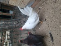 6 aylık genç horozlar (1 beyaz, 2 siyah)