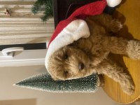 Anne baba belli toy poodle yavru