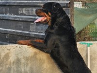Damızlık Erkek ve Dişi Rottweiler ve Yavrular