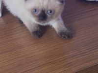 Scottish fold yavrularımız