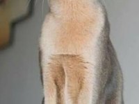 SAFKAN ANNE VE BABALARIMIZDAN MÜKEMMEL HABEŞ KEDİLERİ