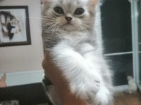 British shorthair tabby