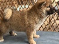 Shiba inu yavrular