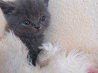 Sevimli minnoş kedicikler