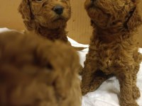Poodle yavrucuklar