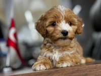 BONCUK GÖZLÜ ORJİNAL MALTİPOO YAVRULARIMIZ