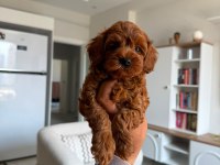 Premium Toy Poodle