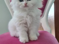 Kar beyaz saf kan chinchilla yavrumuza yuva arıyoruz