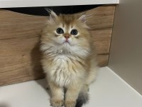 3 aylık british longhair NY11 evde bakılıyor