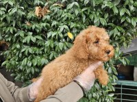 IRK VE SAĞLIK GARANTİ POODLE YAVRULARIMIZ