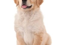Ruhsatlı köpek çifliğinden golden yavrular a scrli